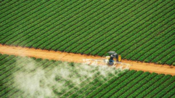 Best Ant Control Services  in Danville, CA